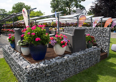 Een voorbeeld terras met verschillende Dümmen Orange varieteiten, op de locatie in Rheinberg.